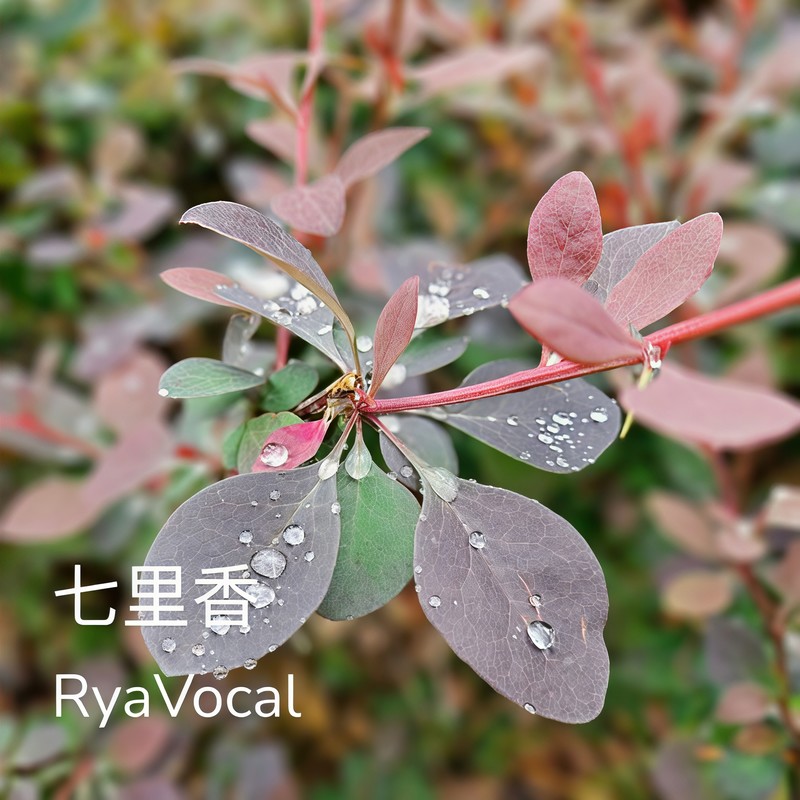 七里香封面