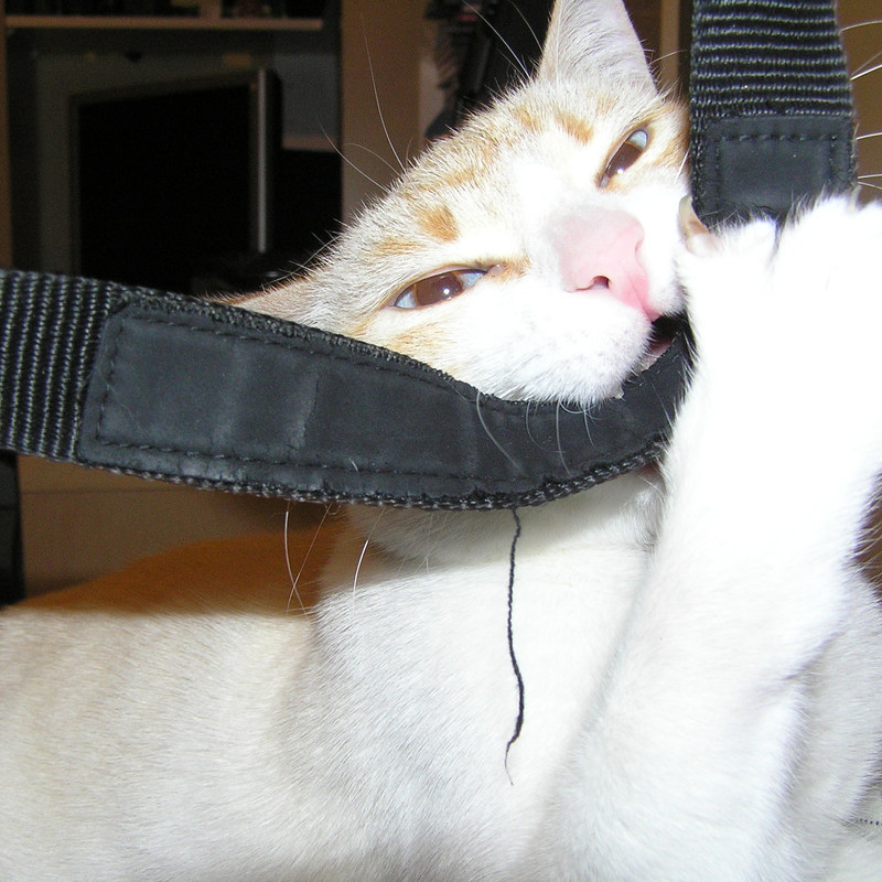KittenPurring封面