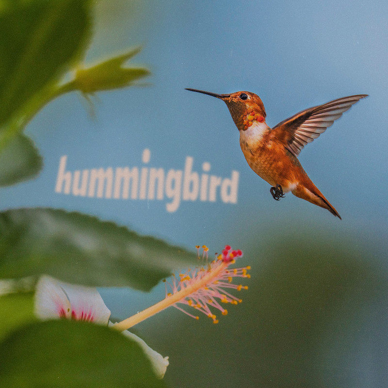 Hummingbird封面