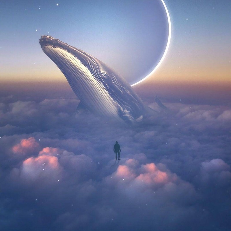 鲸封面