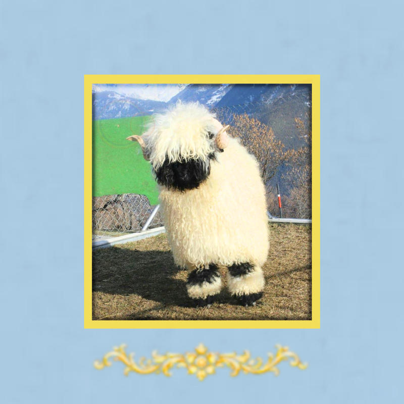 LAMB封面