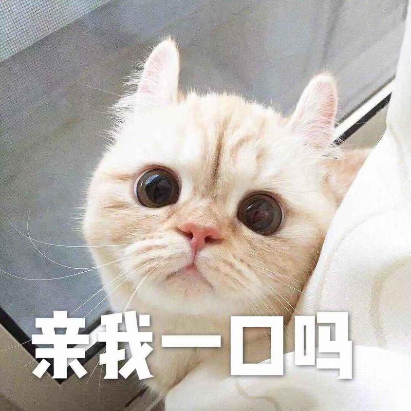 我真的受伤了封面