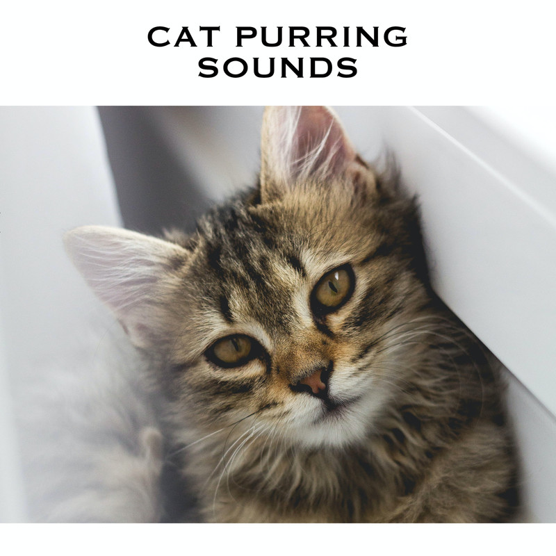 CatPurringSound封面
