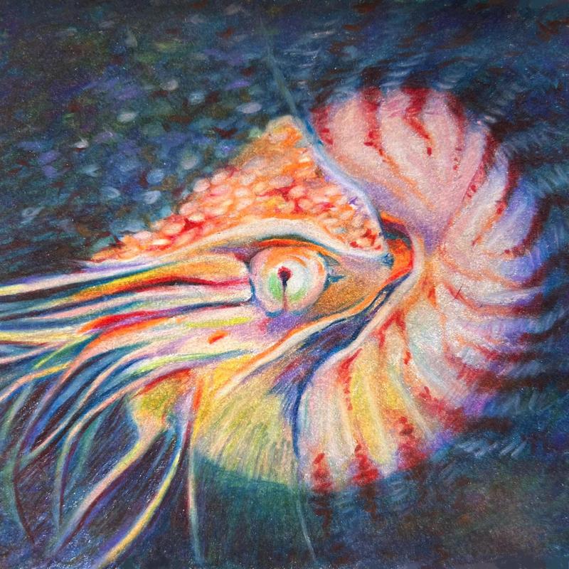 Nautile封面