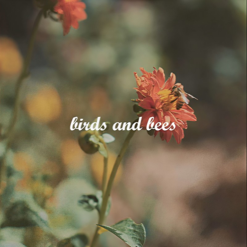 birdsandbees封面