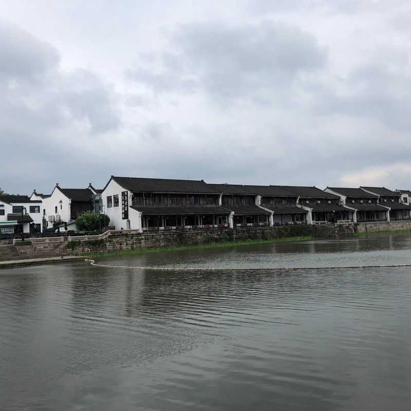 中华松封面