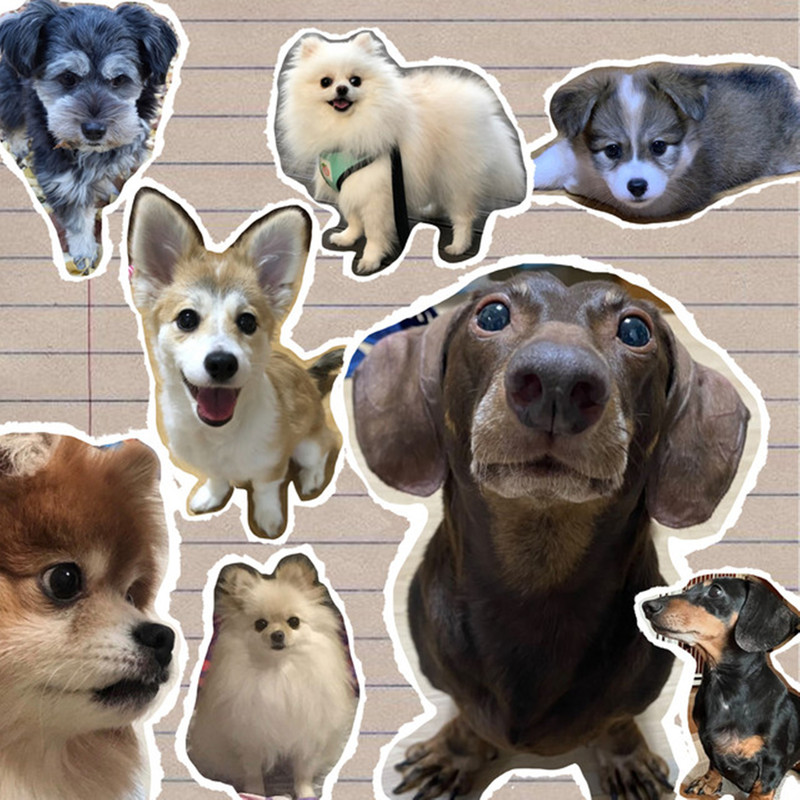 Puppy封面