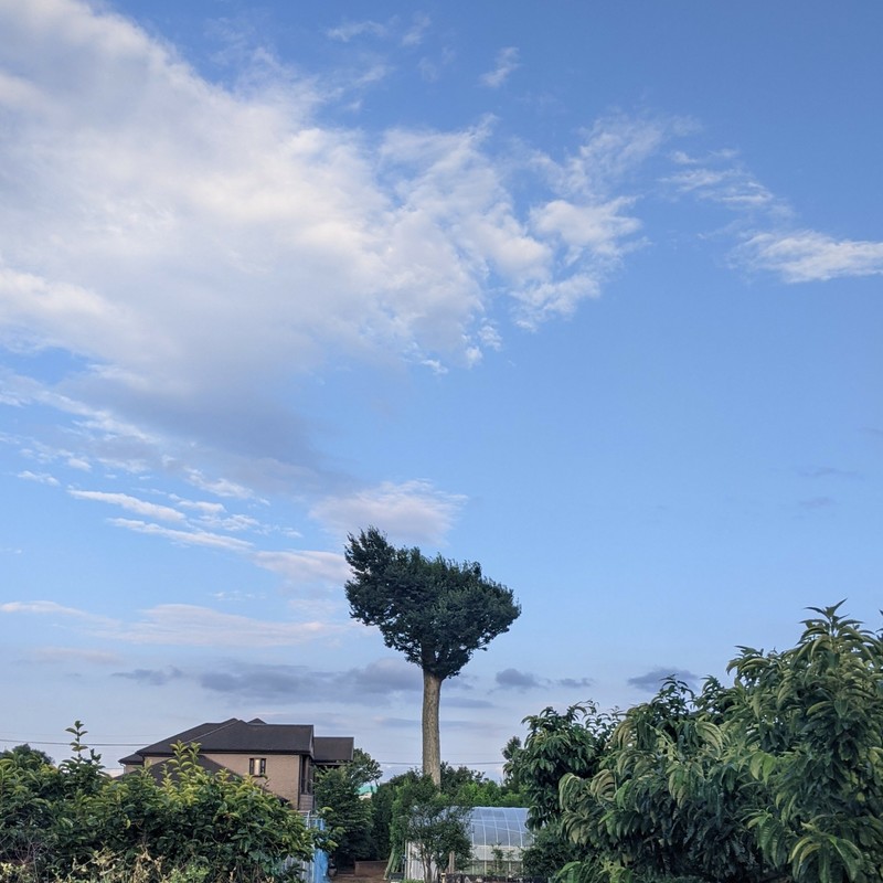 Qas封面