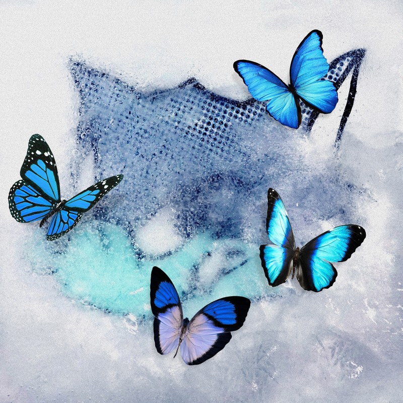 FrozenButterfly封面