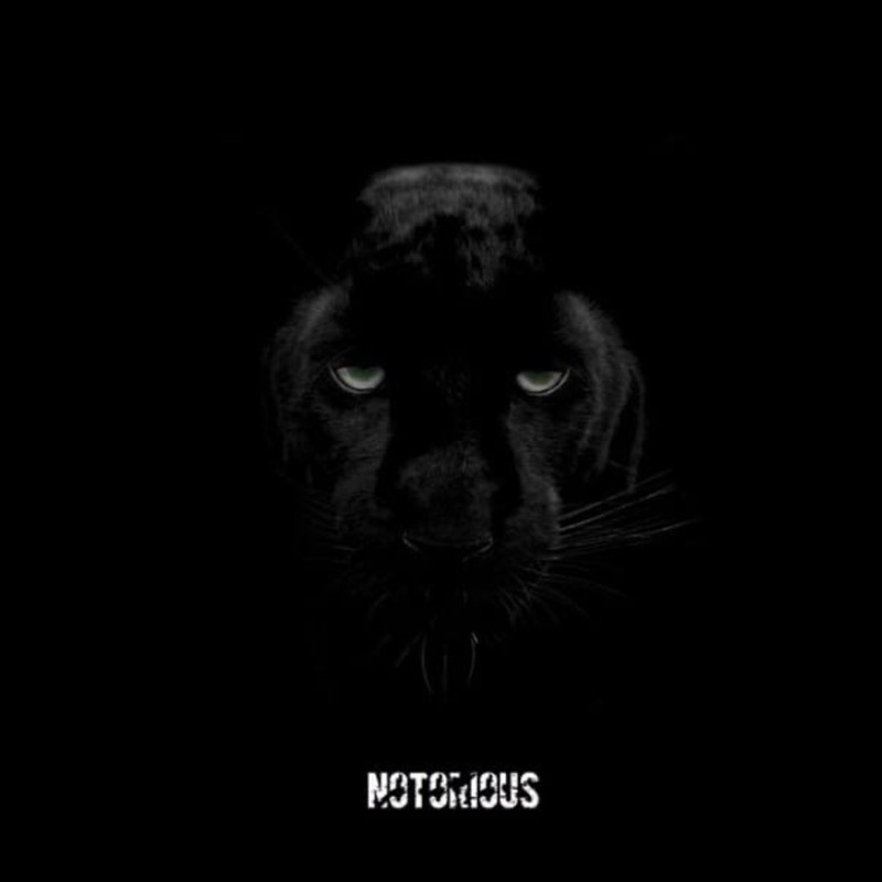 Notorious封面