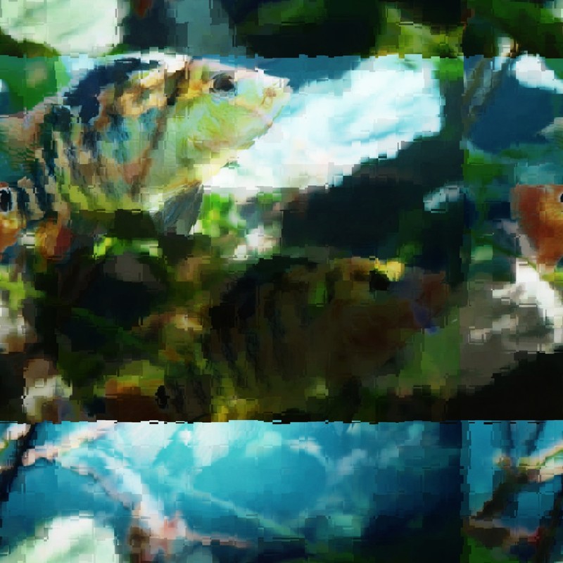 Draconis封面