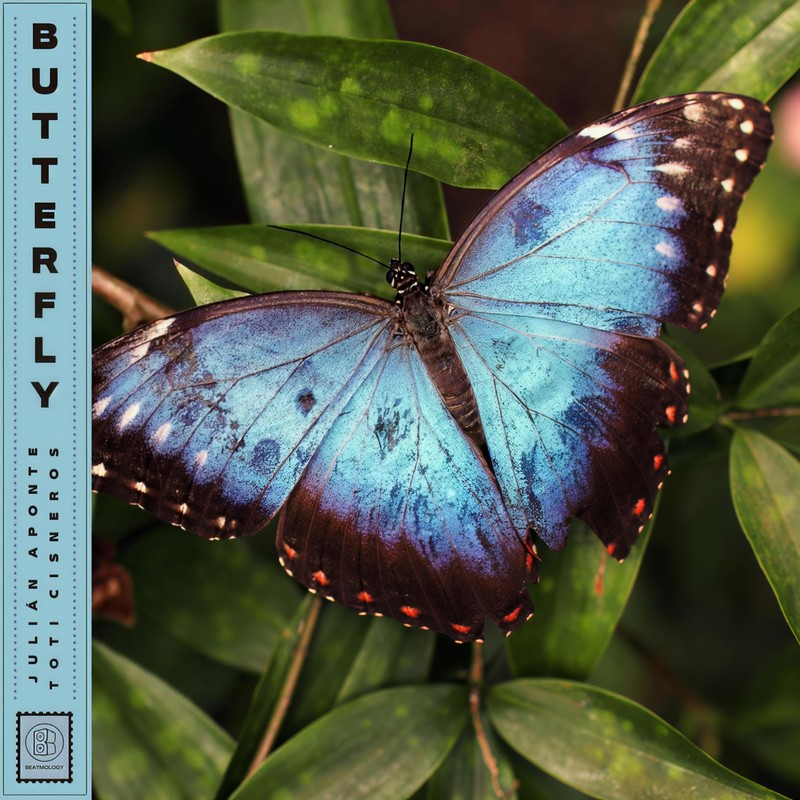 Butterfly封面
