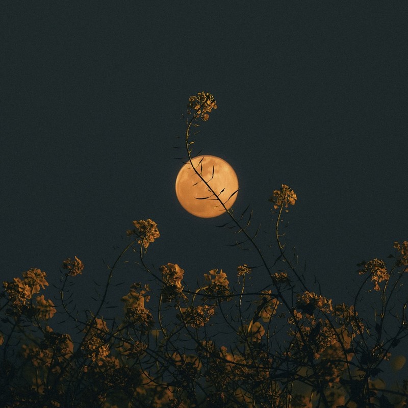 Risesthemoon封面