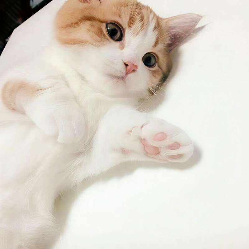 烟花雨封面