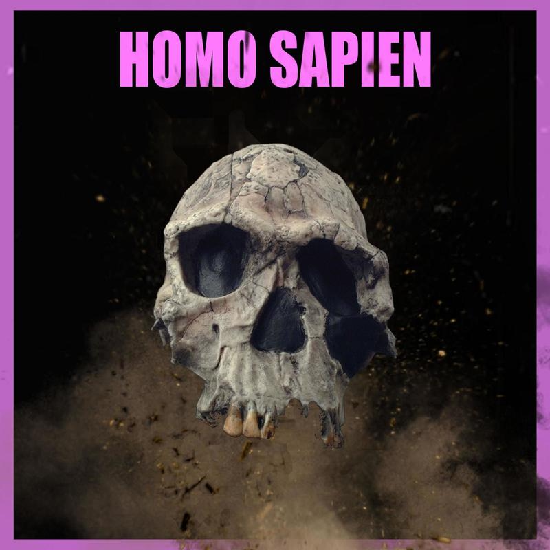 HOMOSAPIEN封面