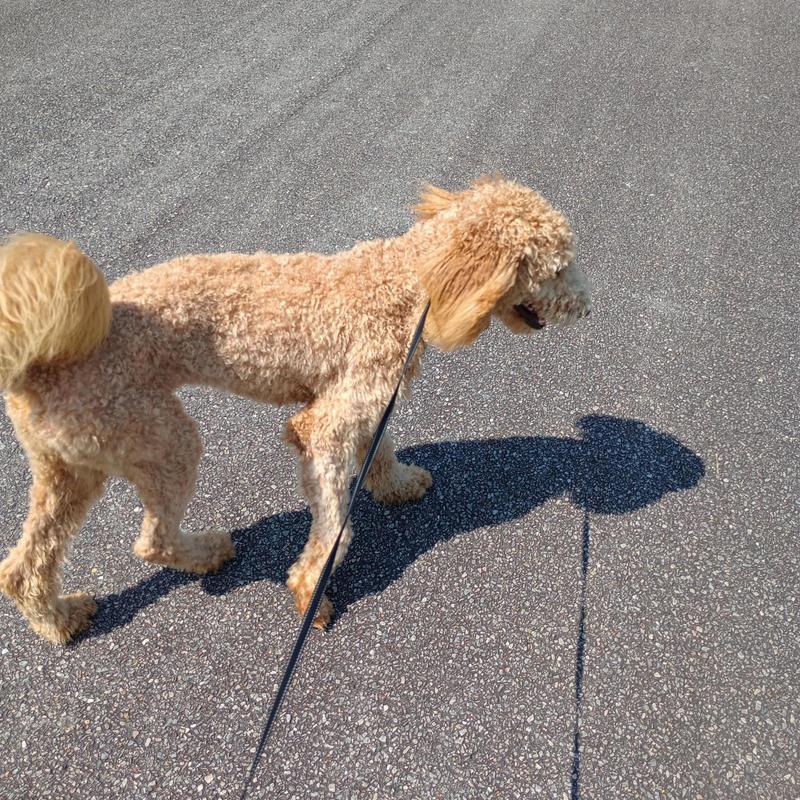 Ch@mp封面