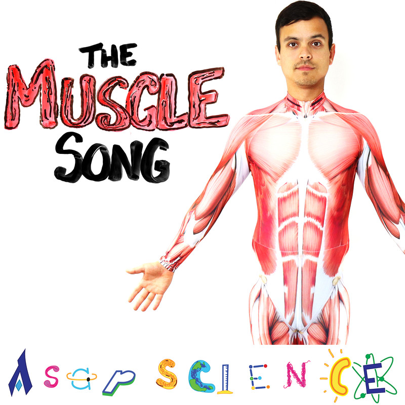 TheMuscleSong封面