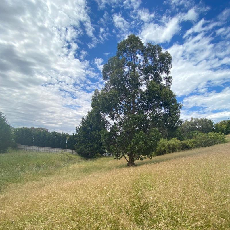 WindintheTrees封面
