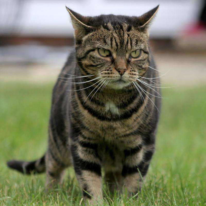 Catification封面