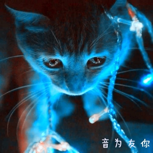 迷醉今晚封面