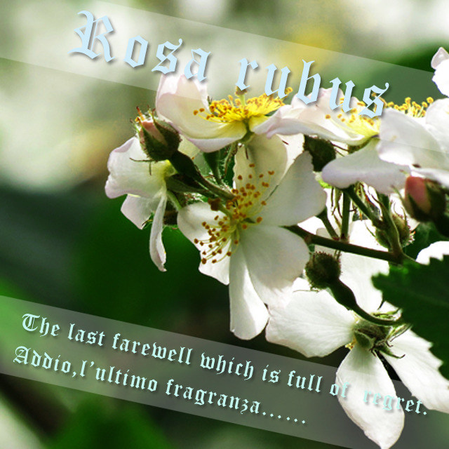 Rosa rubus 封面