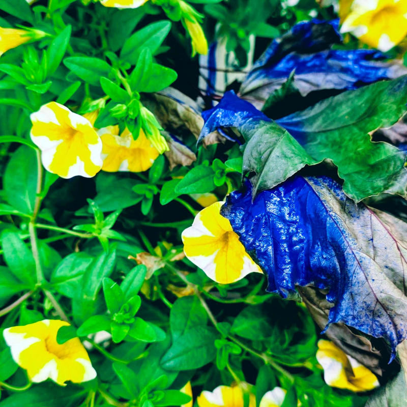 HideTheBlueForSomethingBeautiful.封面