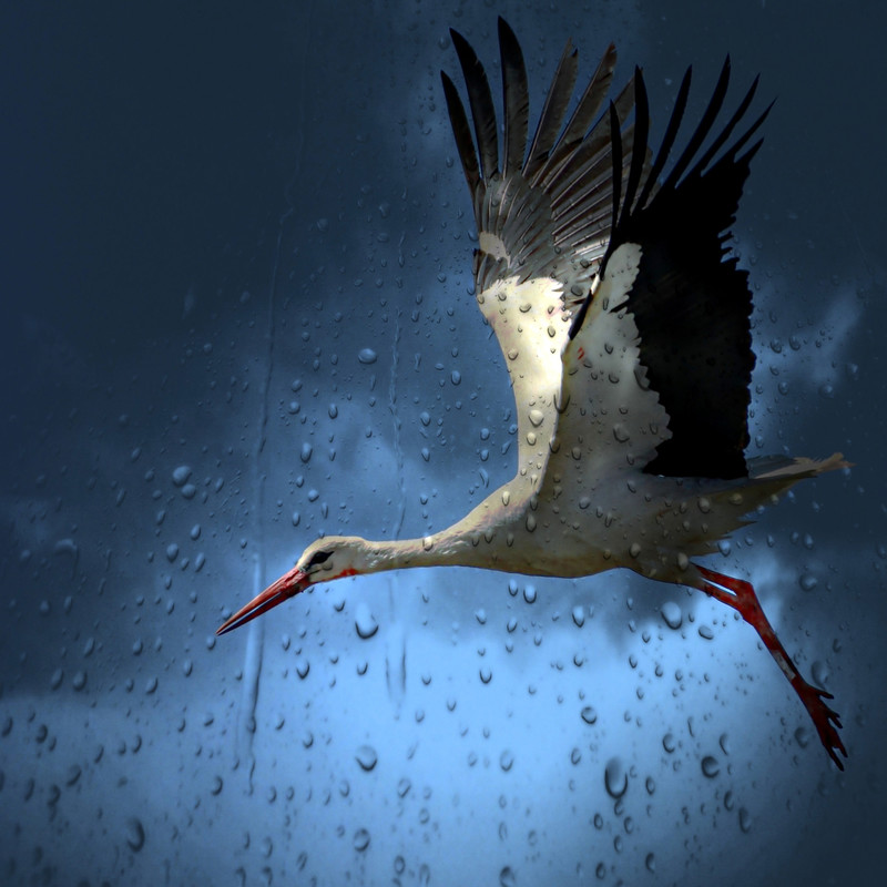 RainonUmbrella封面