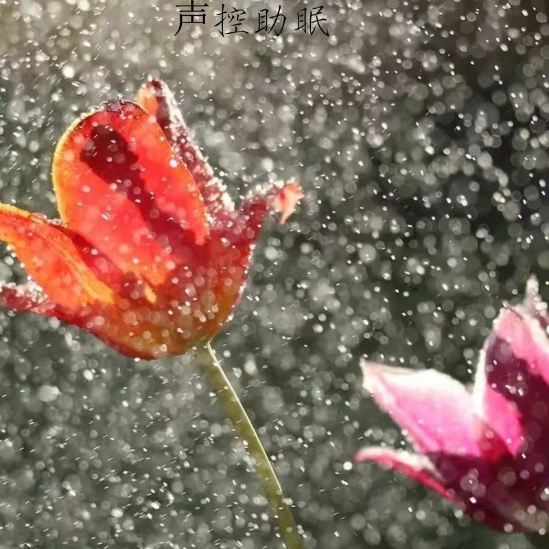 纯雨声封面