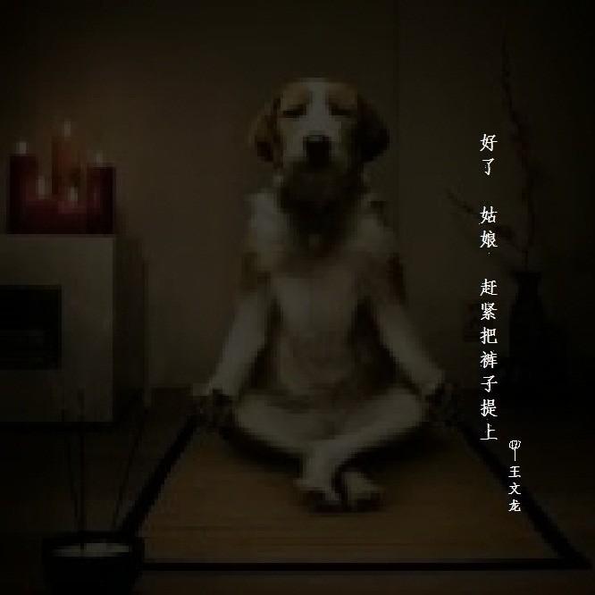 搞鸡封面