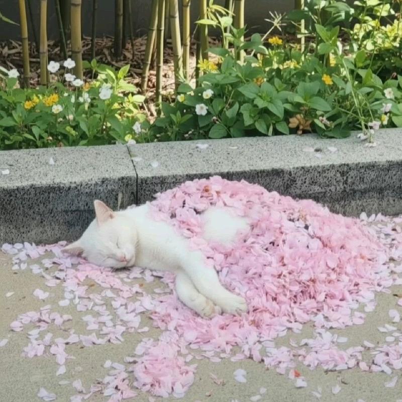 ❀封面