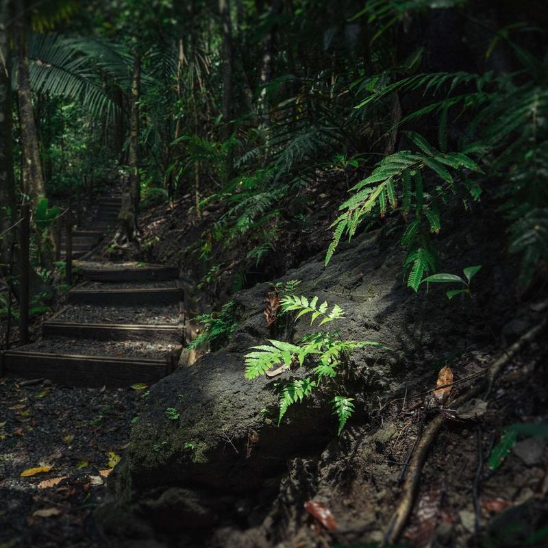 JungleExploration封面