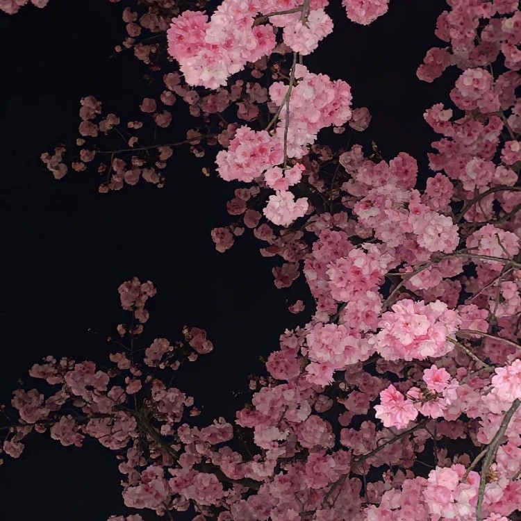 鲜花封面