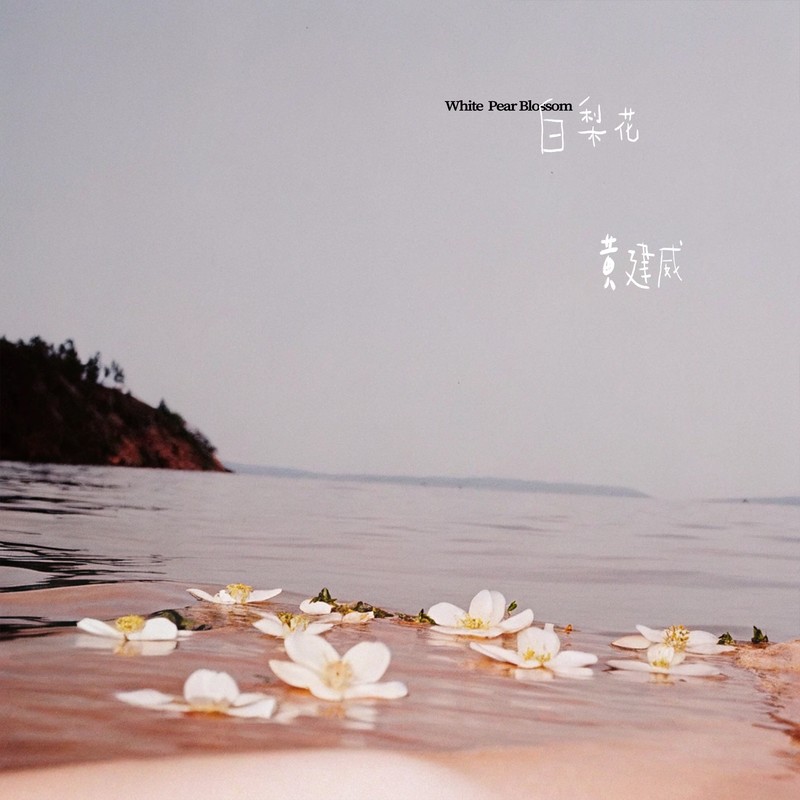 白梨花封面