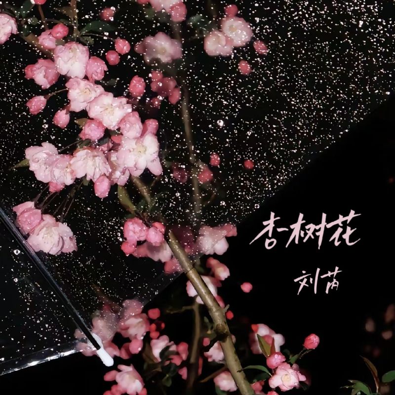 杏树花封面