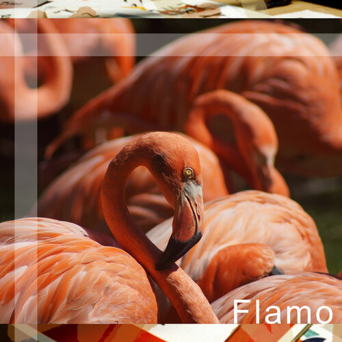Flamo封面