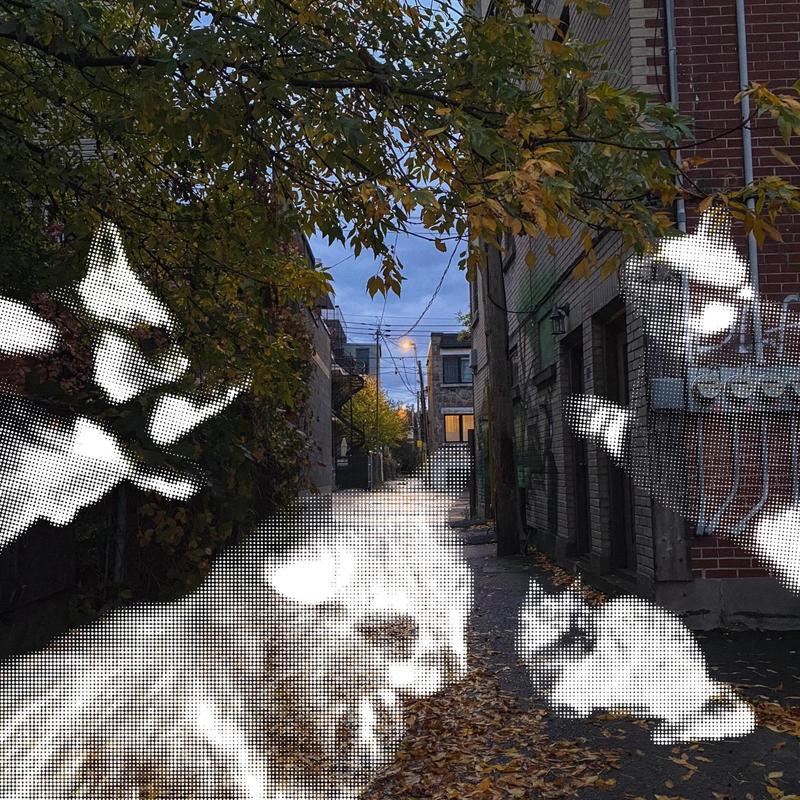 CatCity封面
