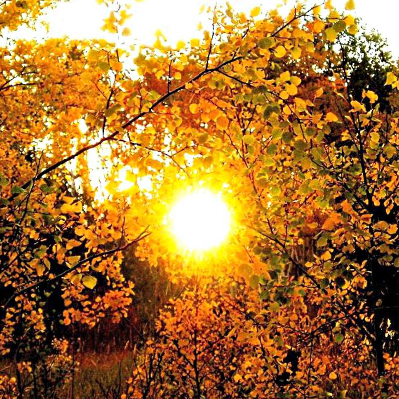 AutumnSun封面