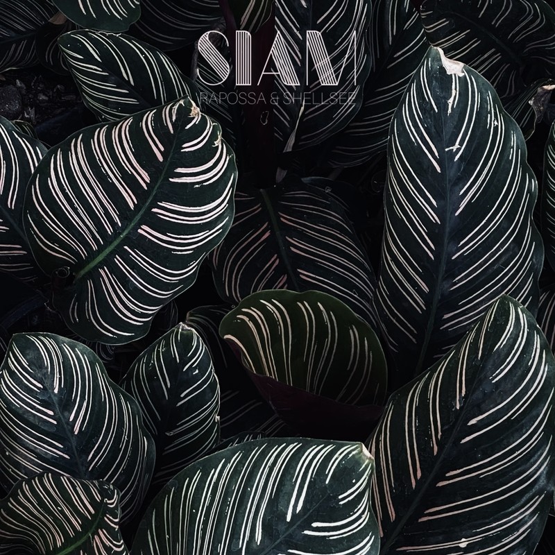 Siam封面