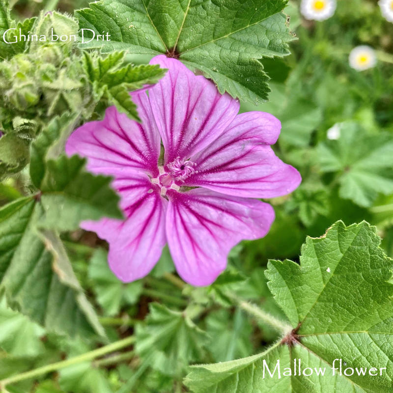 Mallowflower封面