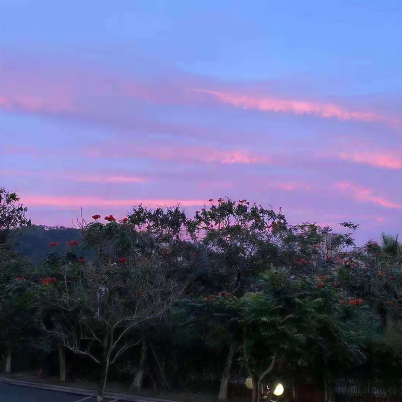 炽夏封面