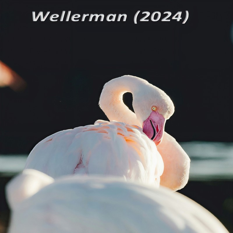 Wellerman封面