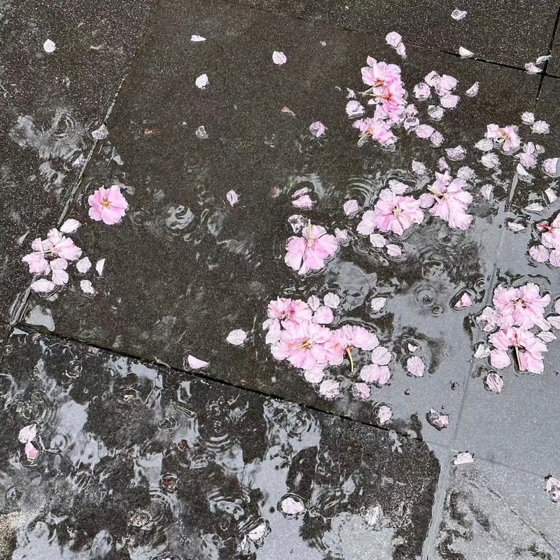 丁达尔的夢封面