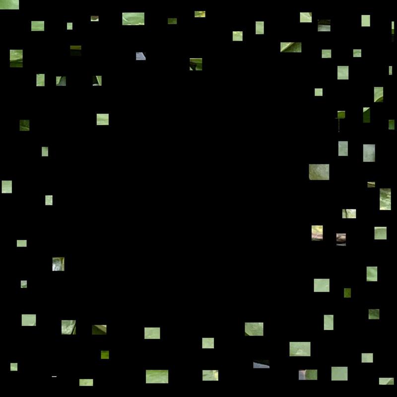 Botiahymenophysa封面