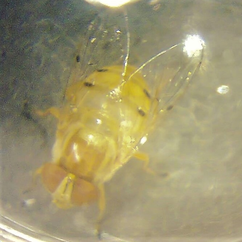 Entofilosofía封面