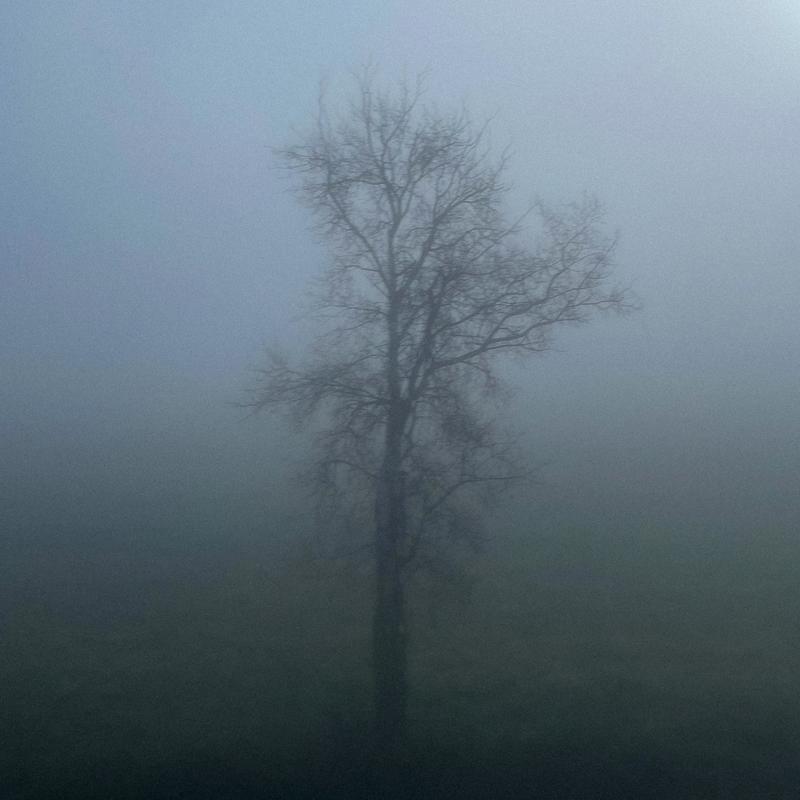 PoisonTree(AmbientRework)–SuperSlowed封面