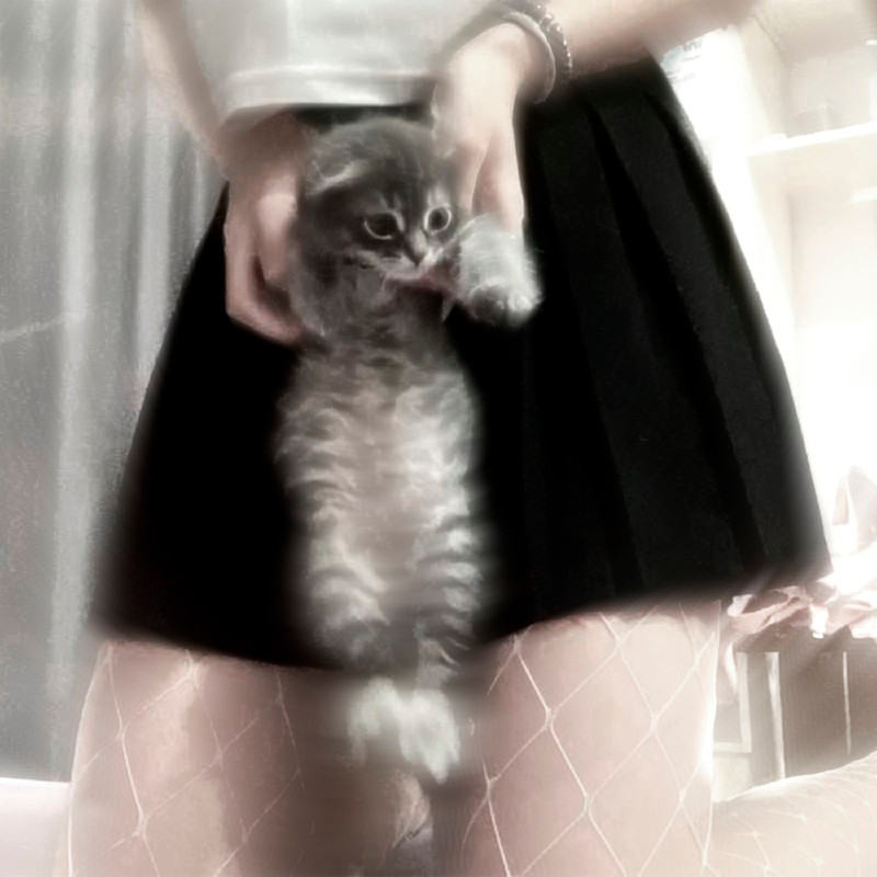 MissingGreyCat封面
