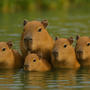 I Have Bought a Capybara