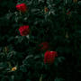 Red Roses