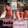 Super Gacor Kenari Lainnya Auto Nyaut (Live)