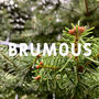 Brumous